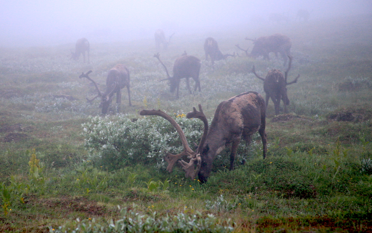 Выпас 40 норвежских оленей на территории российского заповедника «Пасвик» директор ООПТ назвала биозагрязнением экосистем
