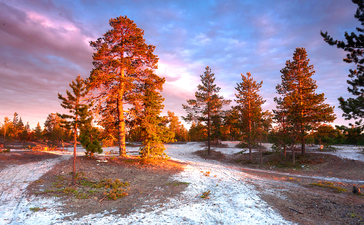 С 1 мая по 1 августа на сайте программы «Деревья – памятники живой природы» выбираем «Российское дерево года»-2024 