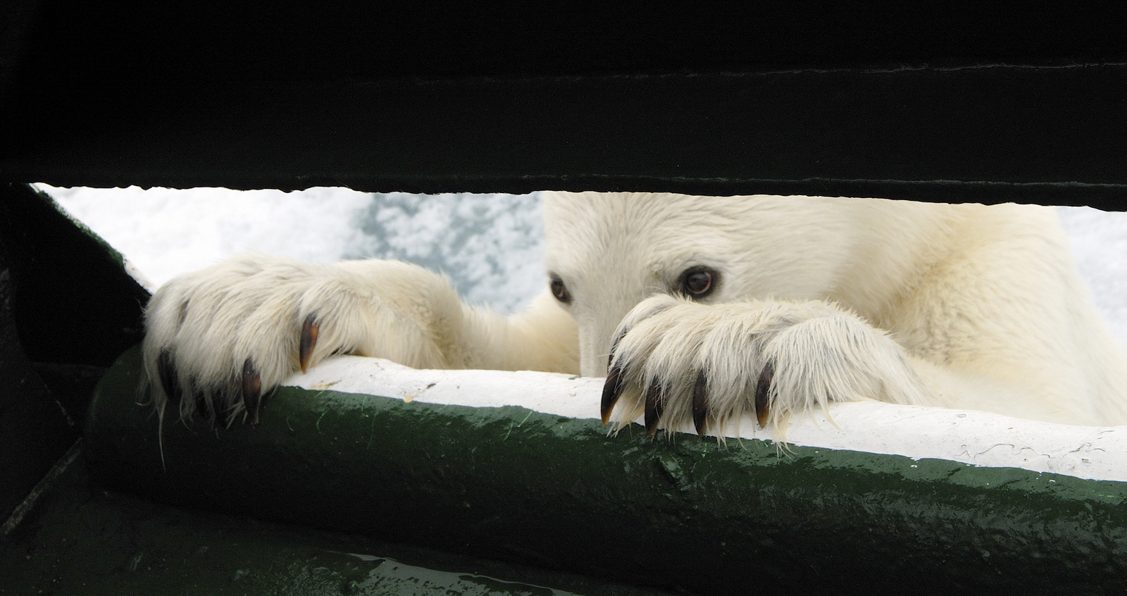 Почти 100 раз этой зимой приходили белые медведи в населенные пункты Чукотки – за едой 