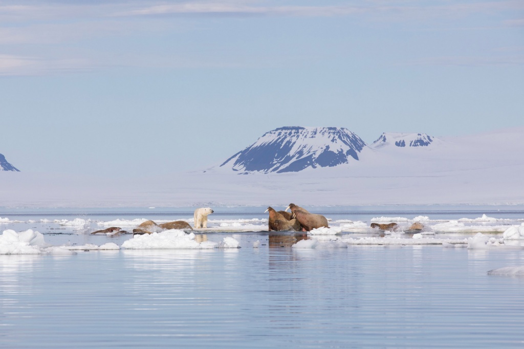 Медведь и моржи на льдине