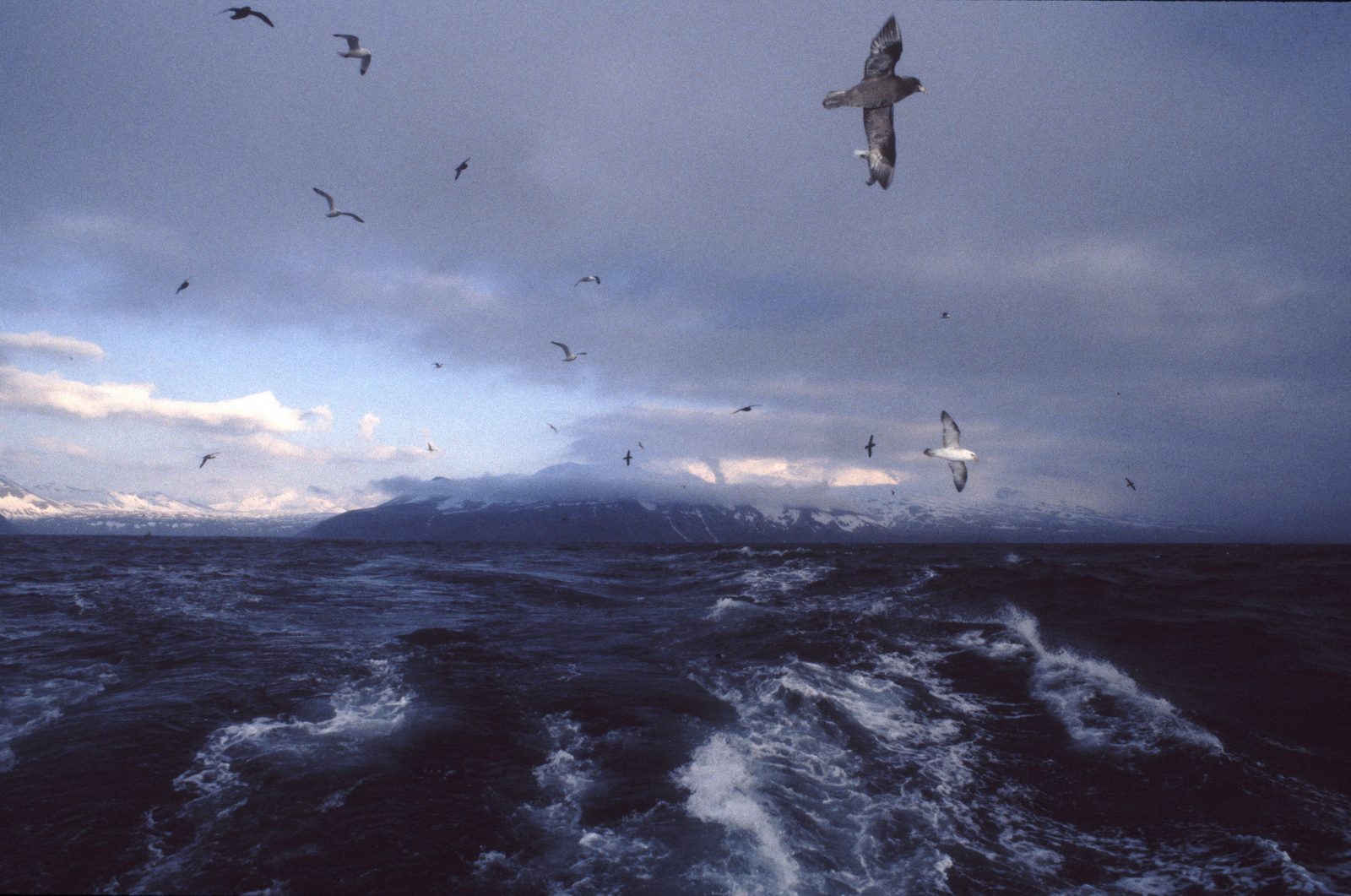 В «Онежском Поморье» исследуют миграцию арктических птиц