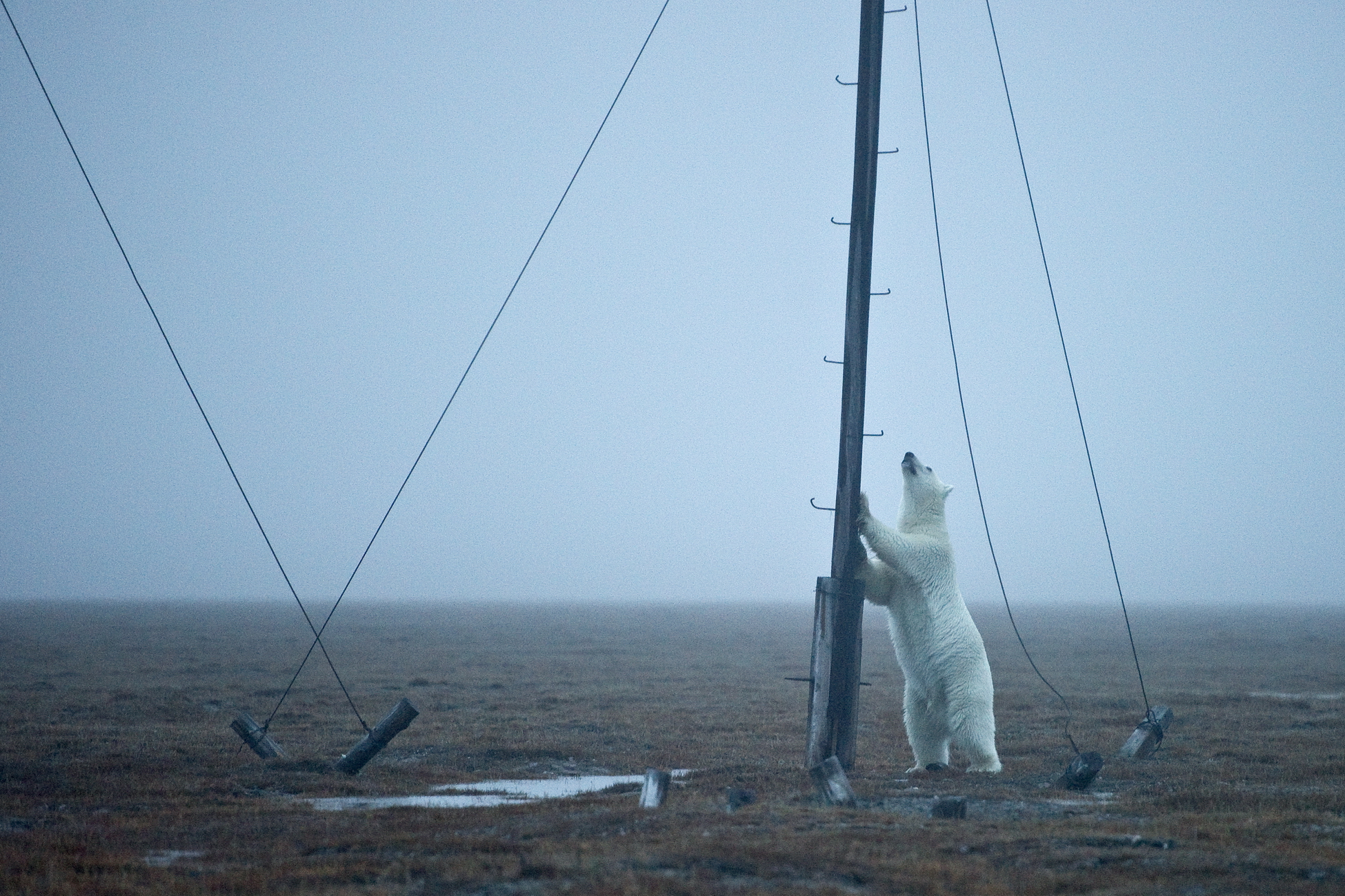 Ликвидация экологического ущерба в Арктике