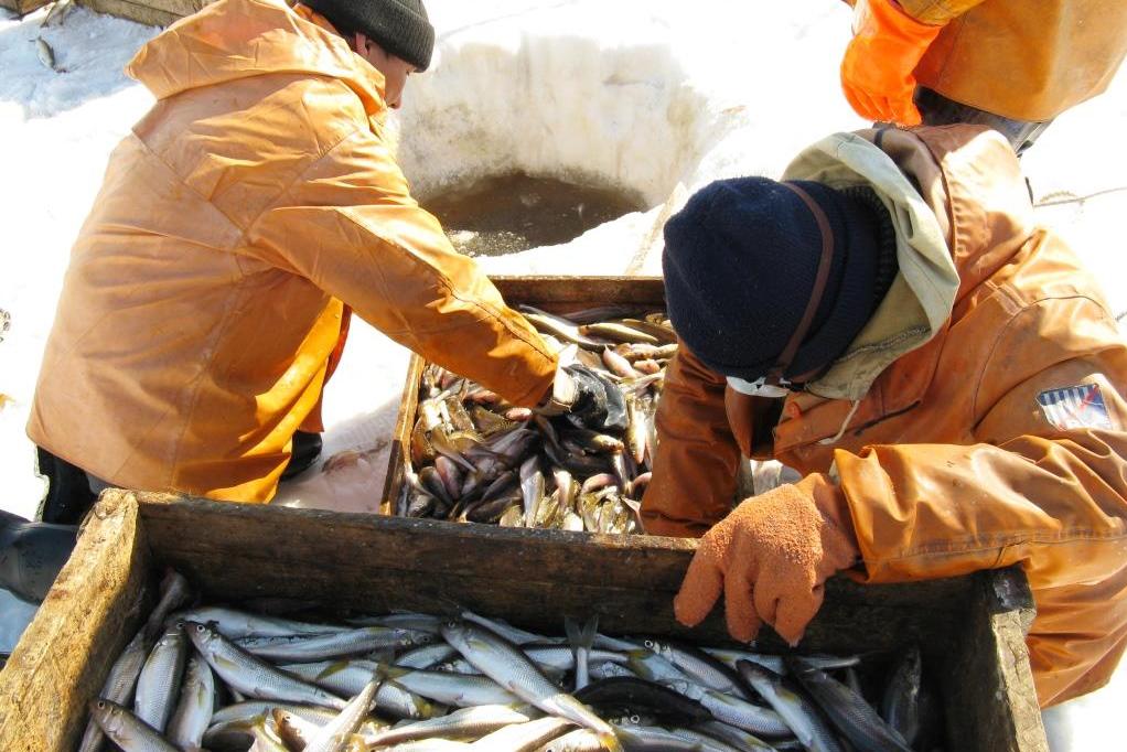 Ямальские рыбаки добывают живое серебро через метровый лёд