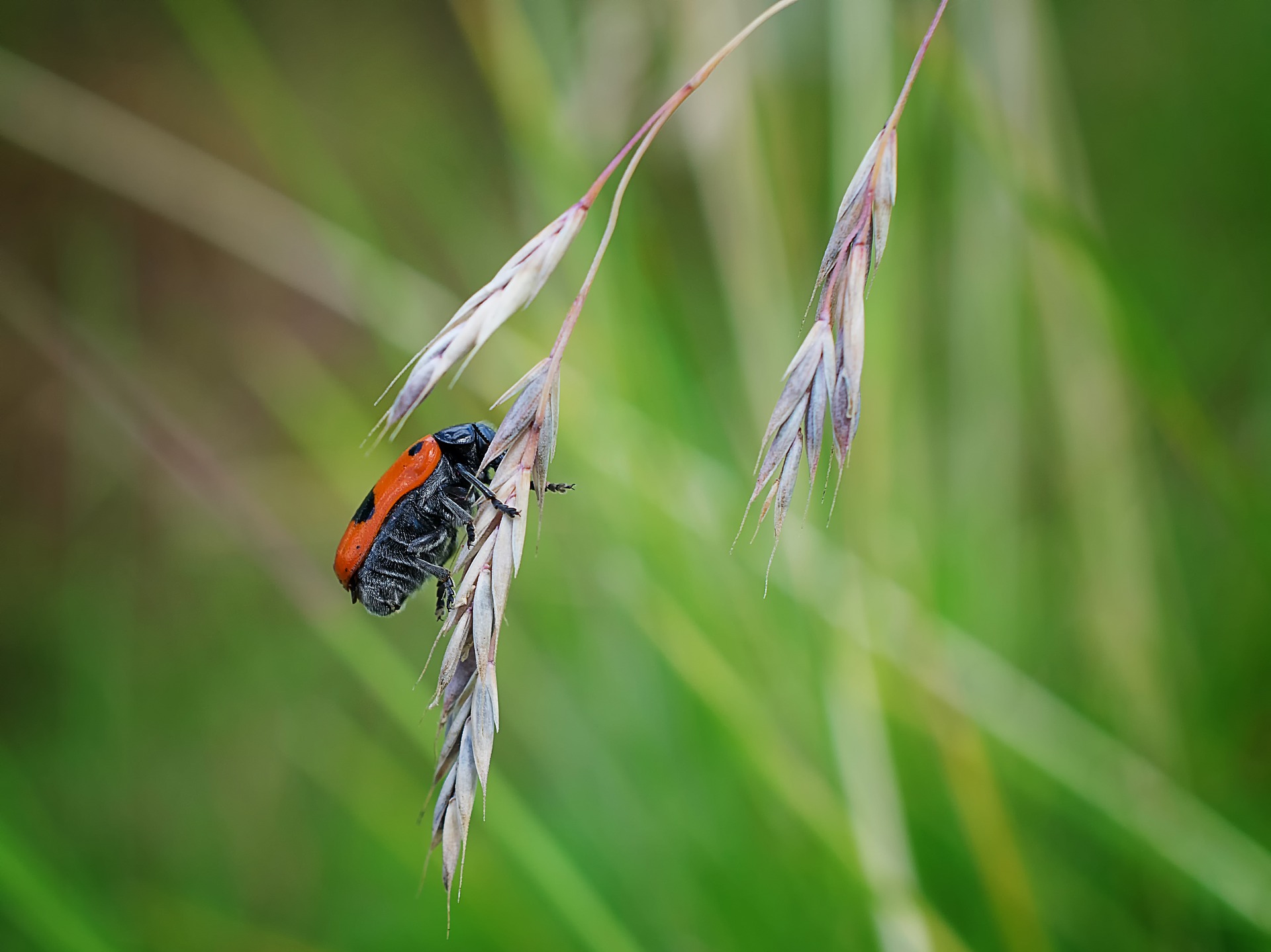 Два новых вида насекомых открыты в Лапландском заповеднике