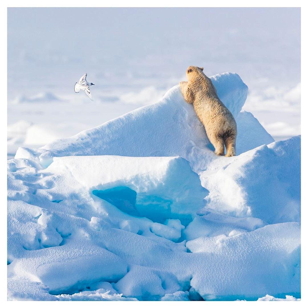 На Ямале откроют первый арктический зоопарк
