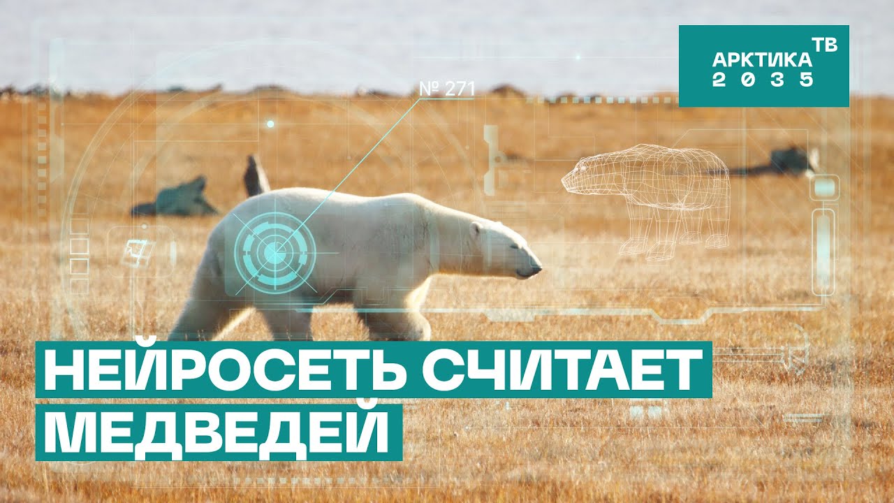 Нейросеть считает медведей: исследователь рассказывает, почему так важно знать их количество Нейросеть считает медведей: исследователь рассказывает, почему так важно знать их количество