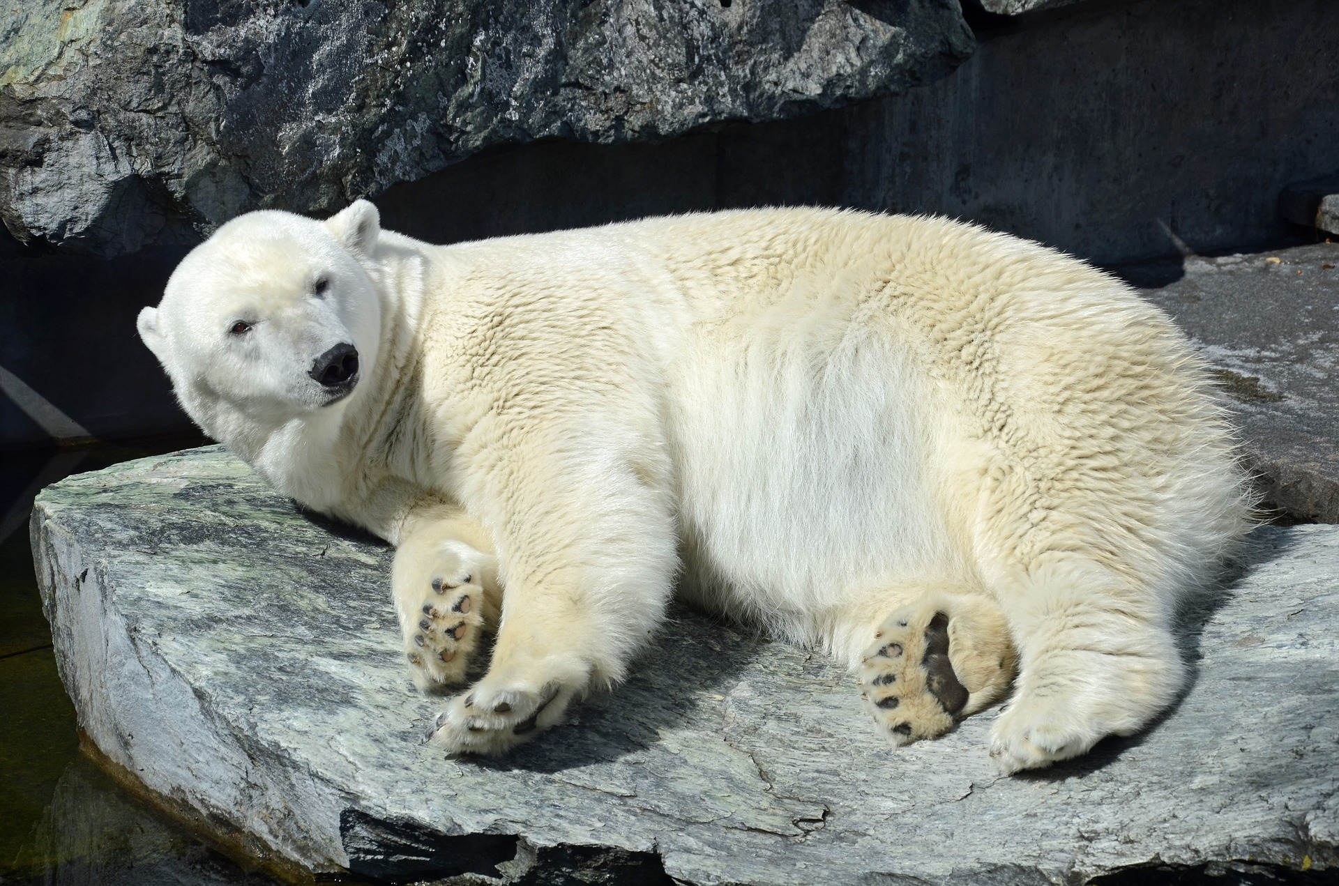 Арктика сегодня: новый рекорд, запасы Баренцева моря и белые медведи