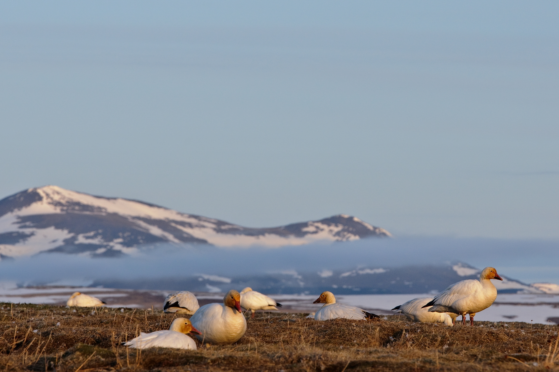 Арктика за неделю: важнейшие темы арктической повестки с 31 января по 4 февраля