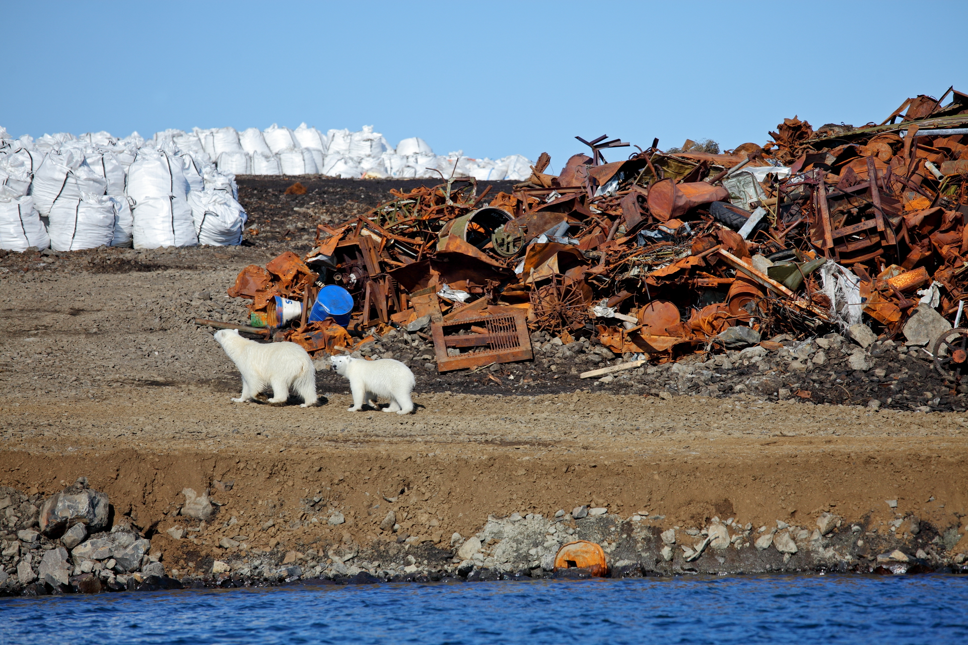 Арктика сегодня: «Арктика», белый медведь и овцебыки