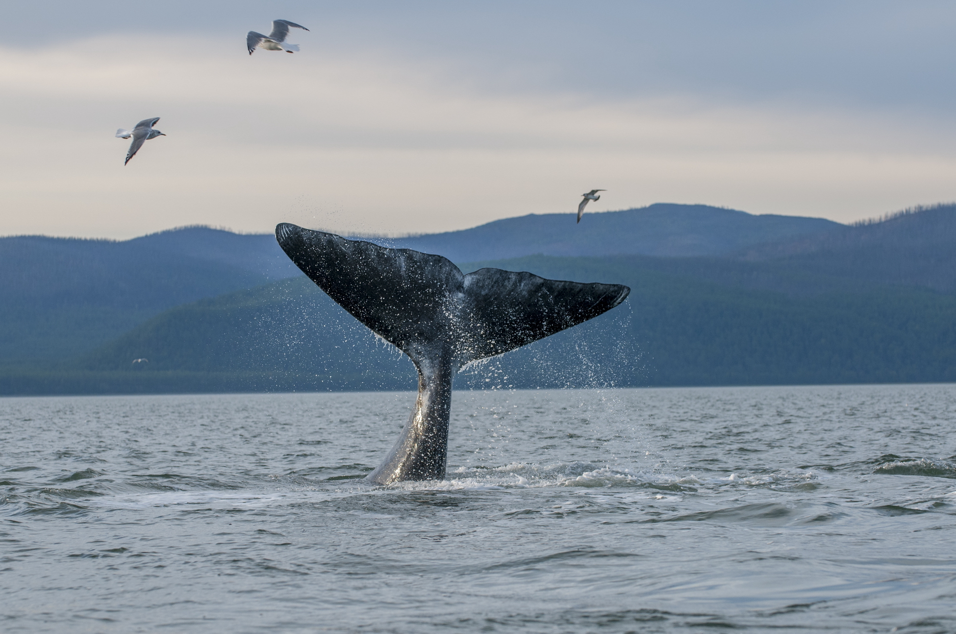 Потепление климата притягивает китов к побережью Восточного Мурмана