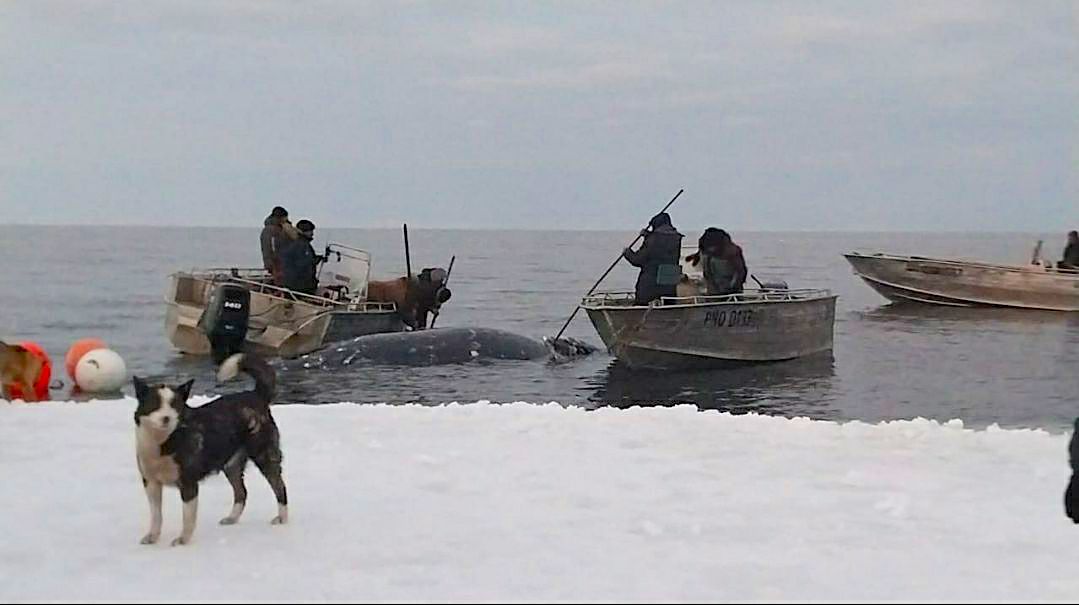 Новости из жизни морзверобоев: морские охотники Чукотки открыли сезон и добыли первого в этом году серого кита Новости из жизни морзверобоев: морские охотники Чукотки открыли сезон и добыли первого в этом году серого кита