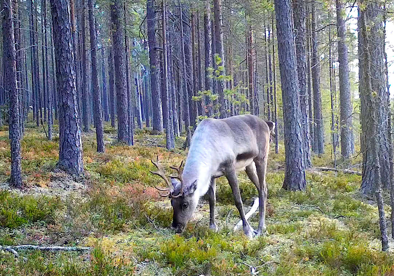Новости науки в Арктике: оценка экологии городов по снежной грязи, воздействие вырубок лесов на оленей, прочный электропроводный бетон