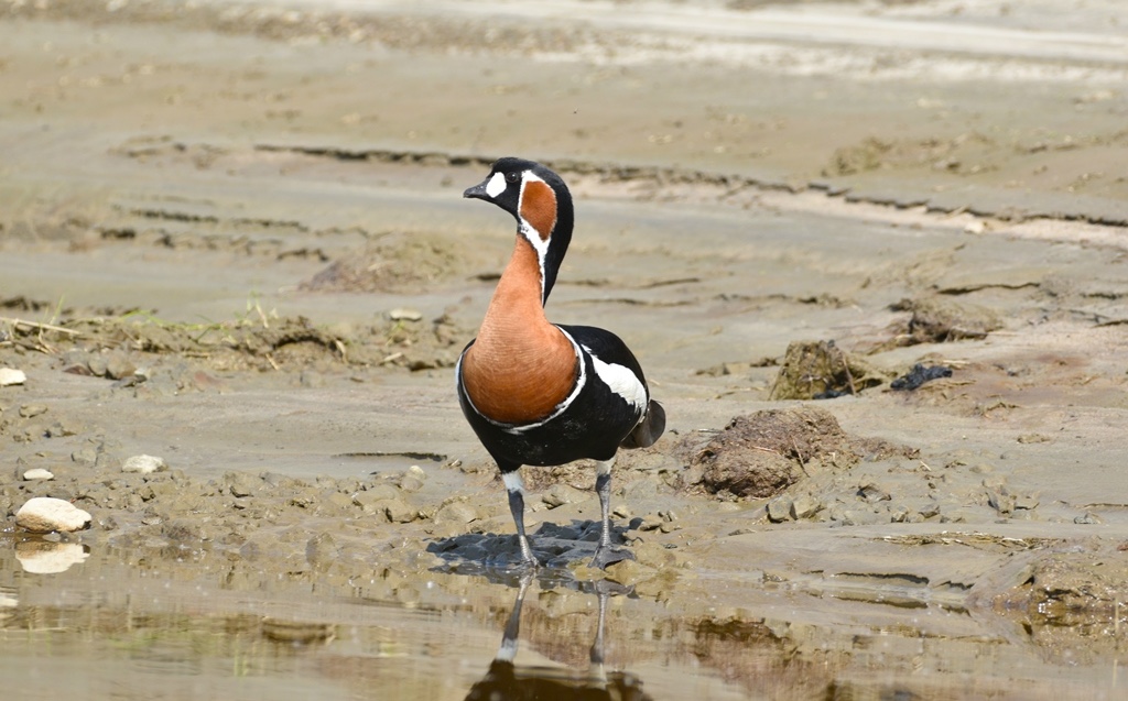 Биологи ТГУ спасают редких птиц в Сибири и Арктике – гуменника, краснозобую казарку и пискульку 
