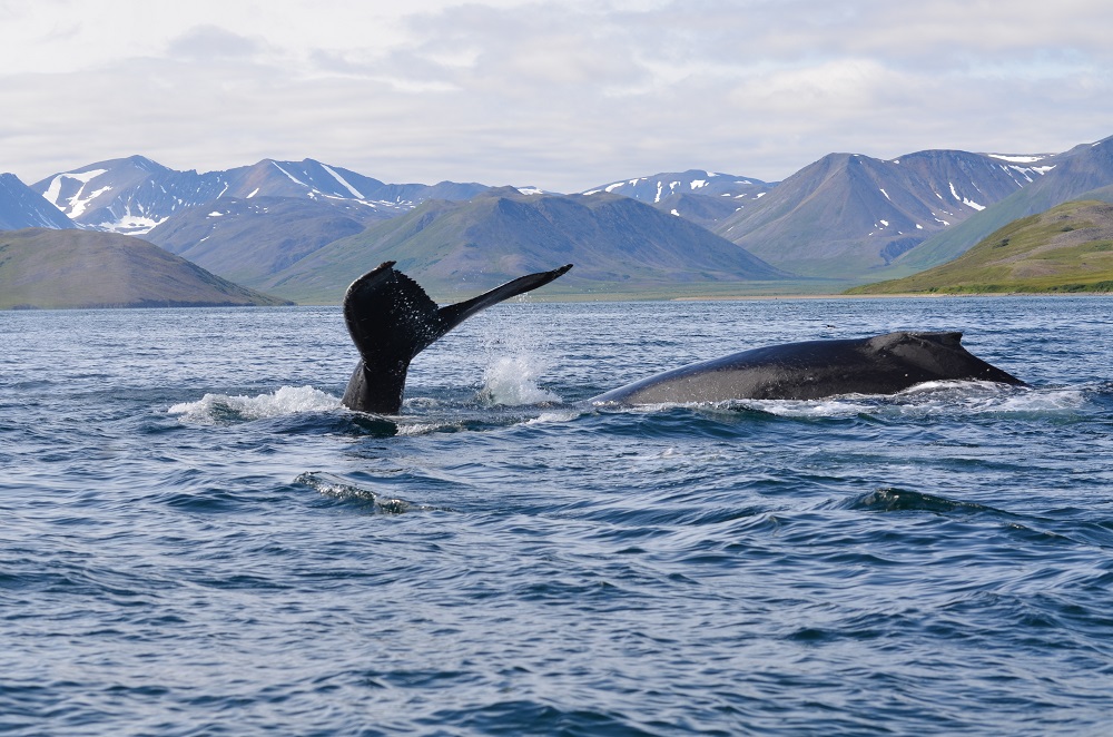 Реакцию китов на судовой шум впервые изучат на Чукотке