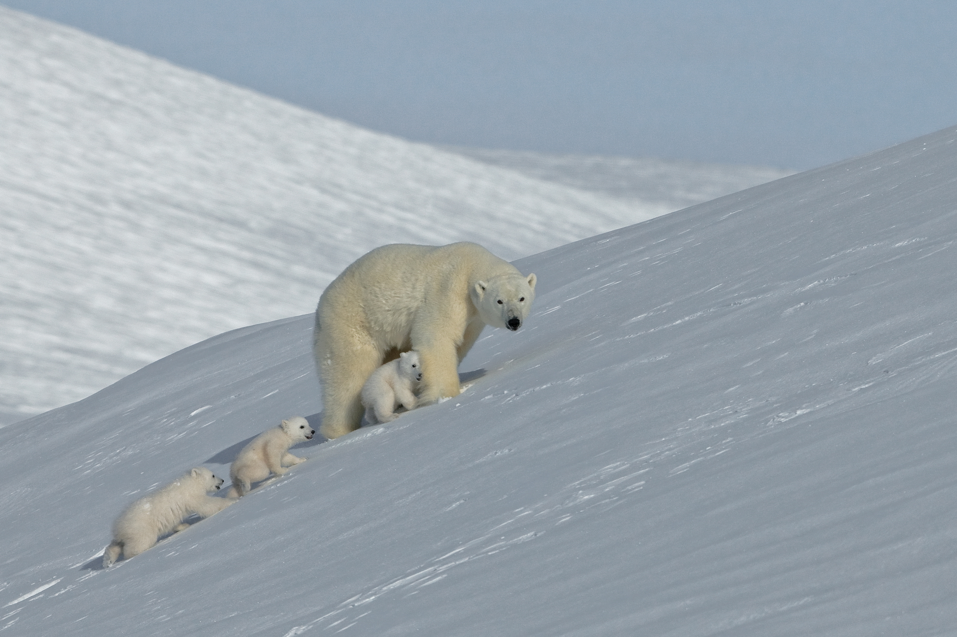 В Арктике проведут учёт белых медведей