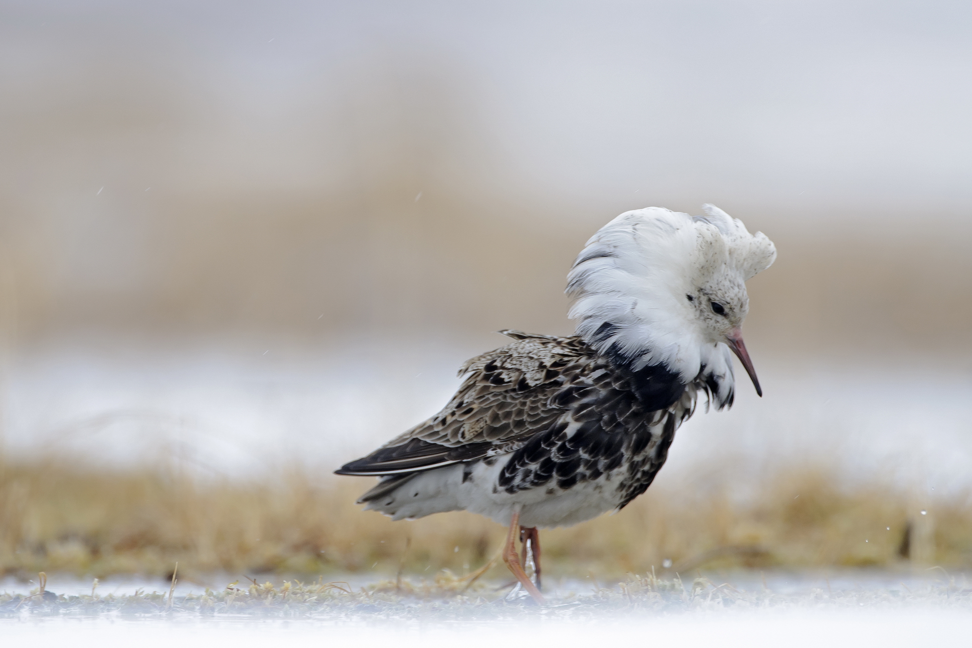 Воздействие ртути на птиц оценили в Арктике