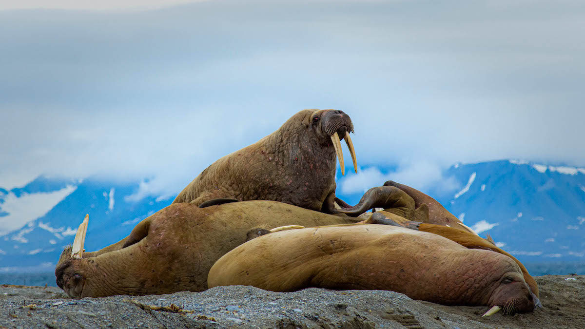 10 интересных фактов о моржах в День моржей 