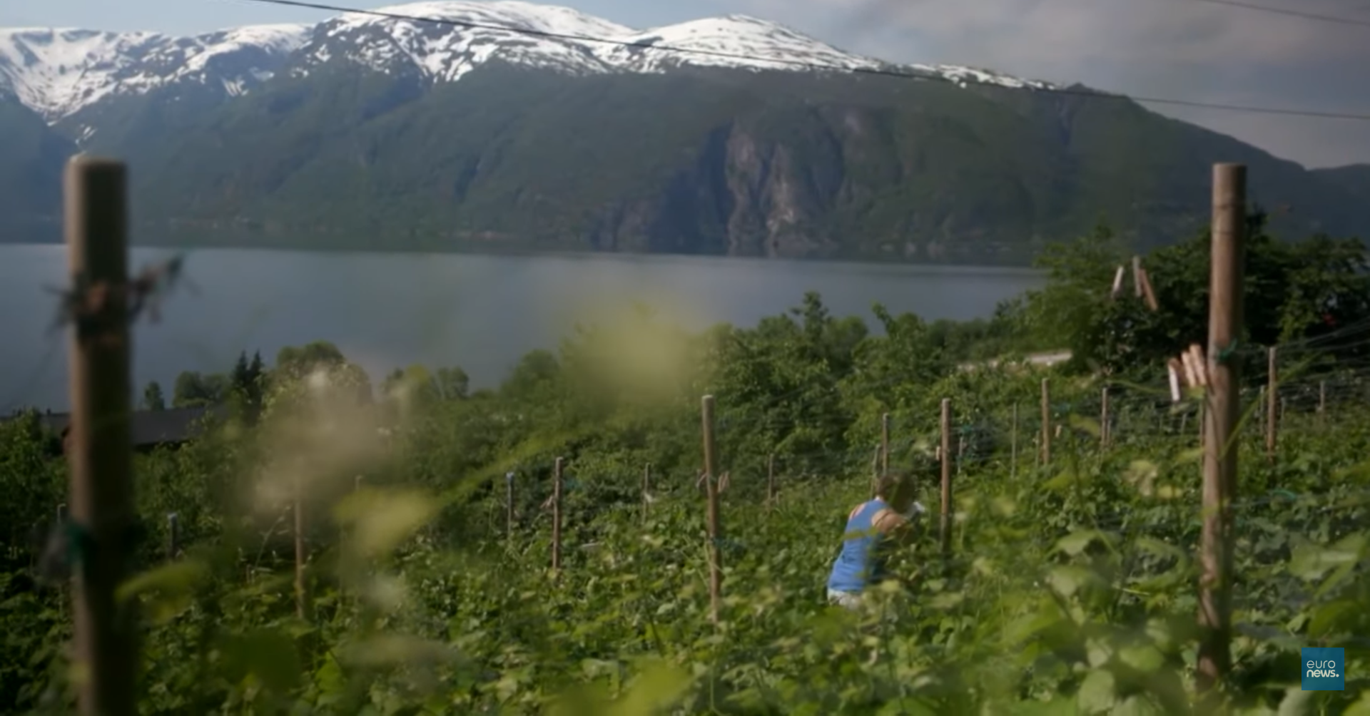 Потепление делает Норвегию винной страной  