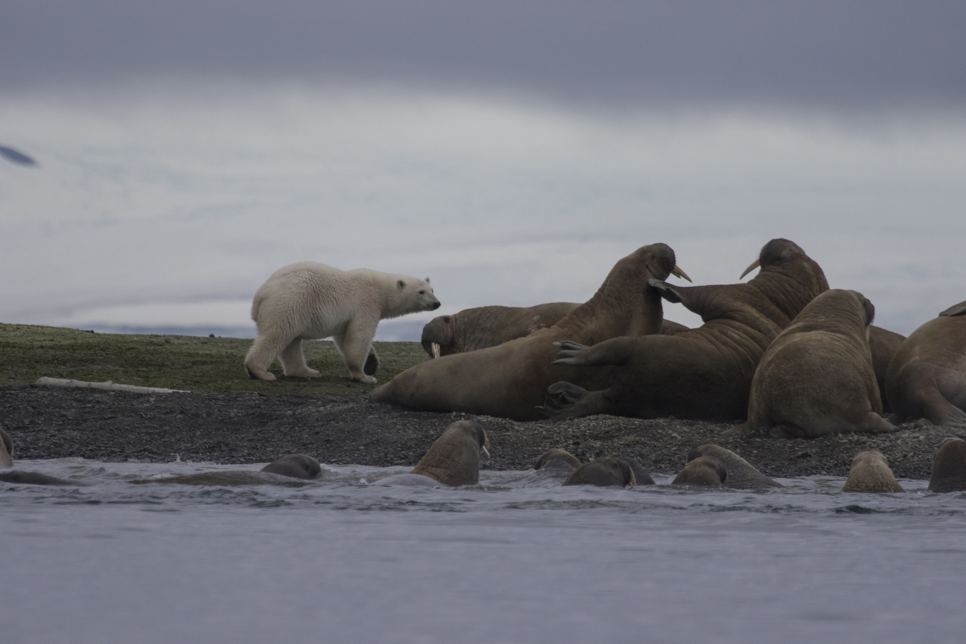 Учёные «Русской Арктики» исследуют состояние морских млекопитающих нацпарка