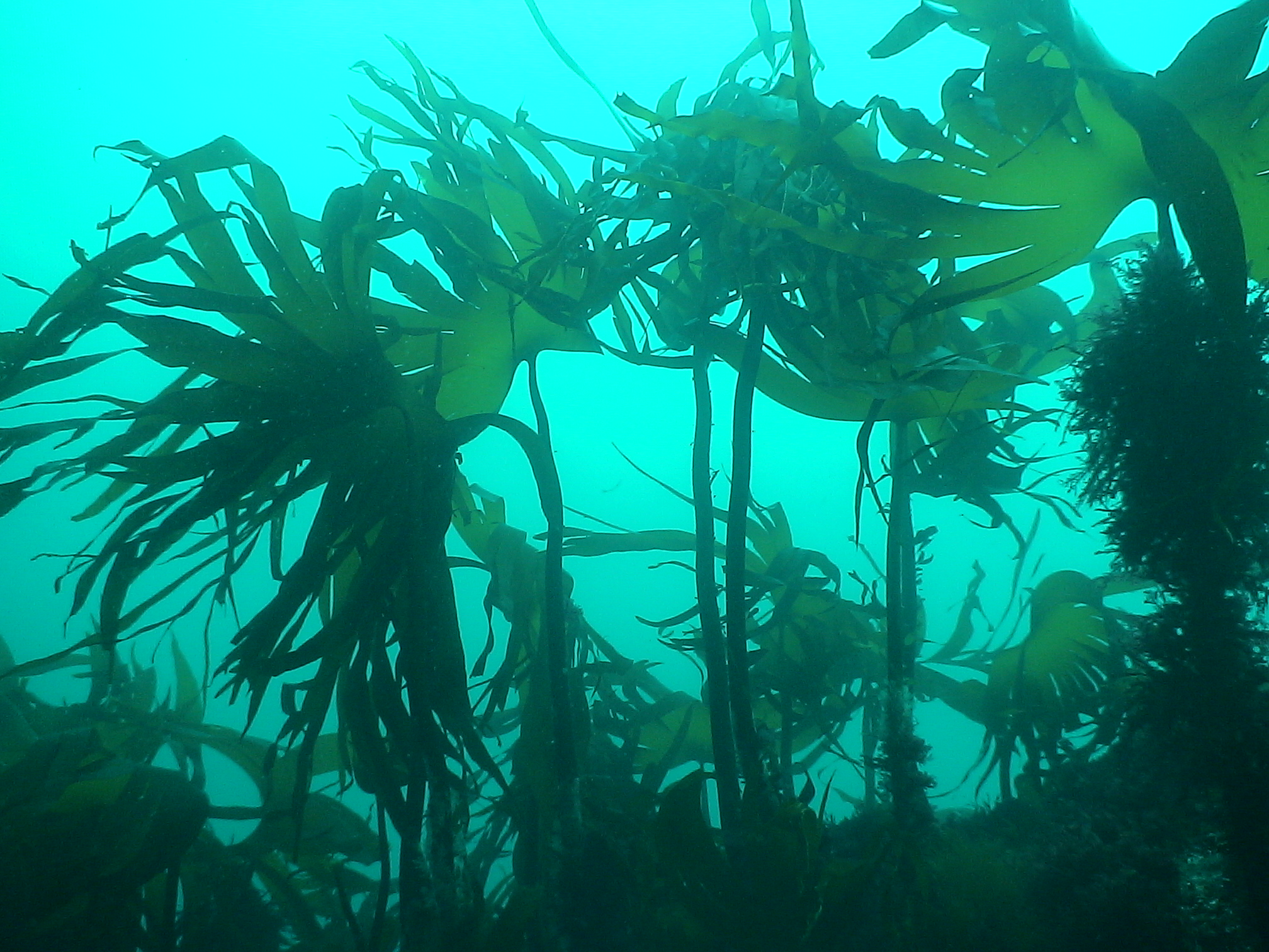 Известно что у прибрежных водорослей. Водоросли ламинария. Водоросли фукус Баренцева моря. Морская капуста в Баренцевом море. Морская капуста ламинария.