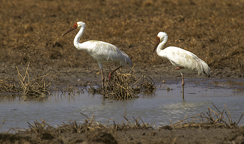 В арктической якутской глуши нашли птенца стерха – символа Республики Саха: его назвали «Удьуор» и готовят к перелёту в столицу В арктической якутской глуши нашли птенца стерха – символа Республики Саха: его назвали «Удьуор» и готовят к перелёту в столицу