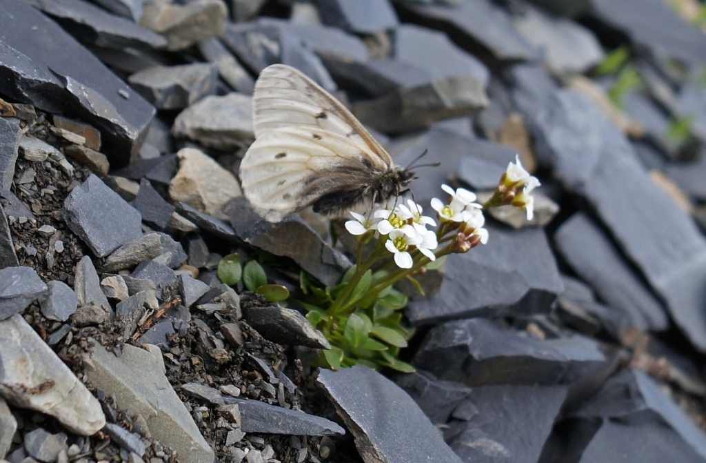 Открыт новый подвид редкой северной бабочки – Аполлона арктического