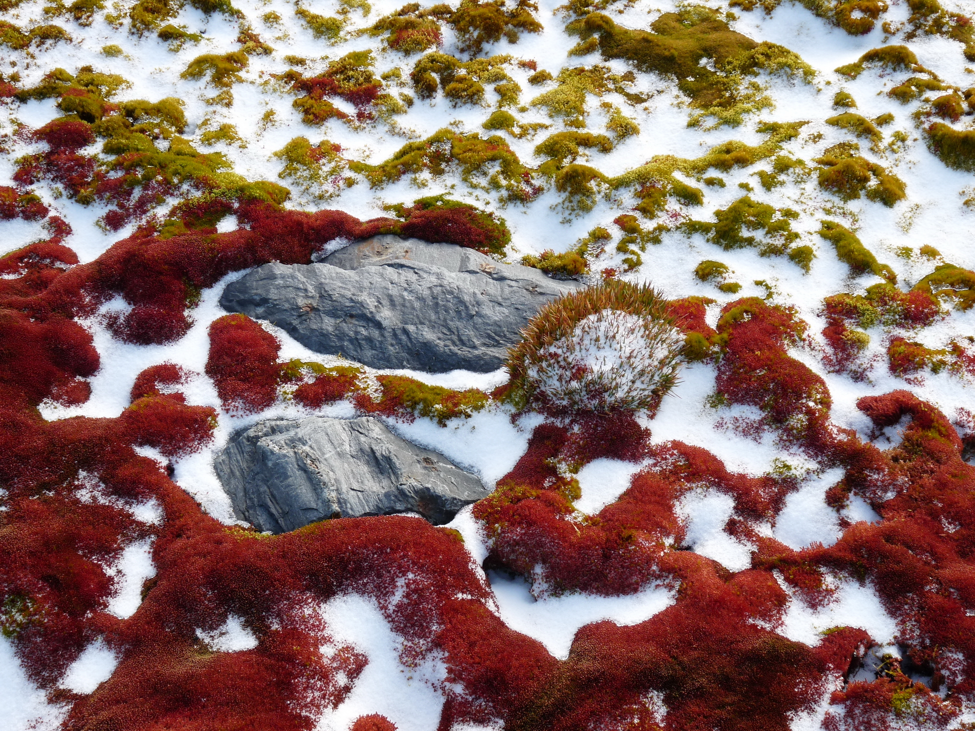 Красный снег водоросли