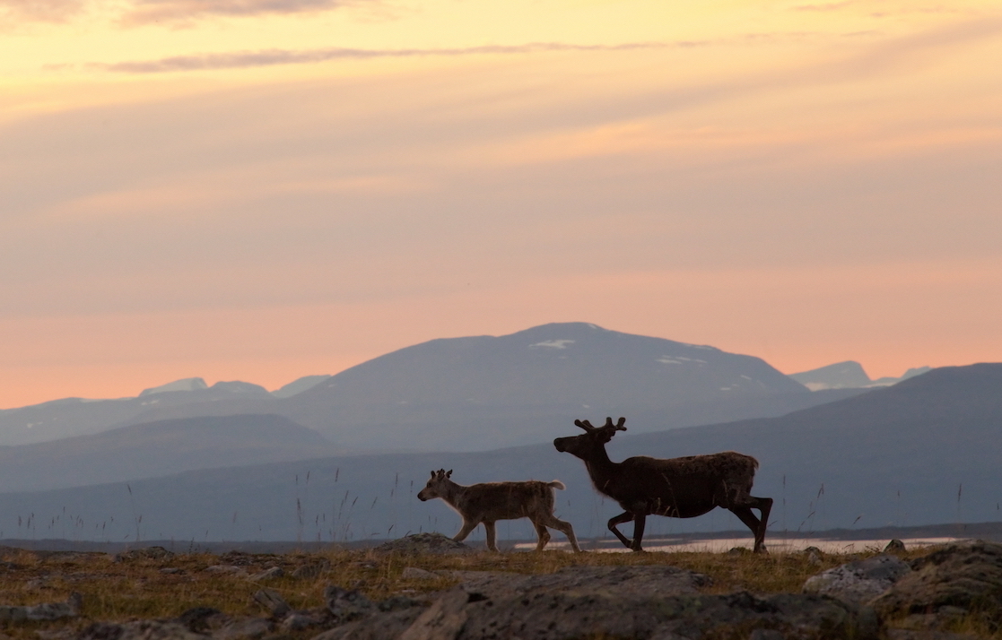 Ученые раскрывают тайну северных оленей: зачем самкам рога, если они не используют их для защиты и сбрасывают, когда те нужнее всего?