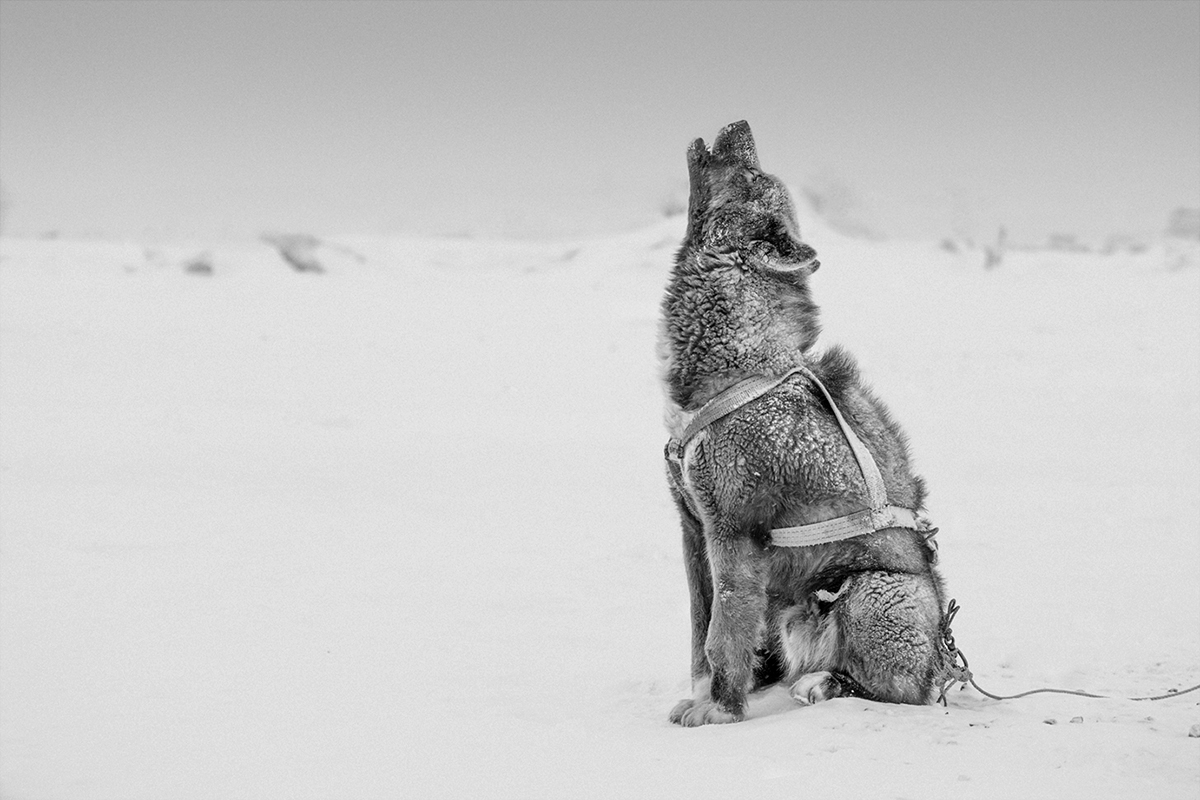Жесткая, как ч/б, «Жизнь Арктики»: в Якутии открылась выставка фотографа из Исландии Рагнара Аксельссона 