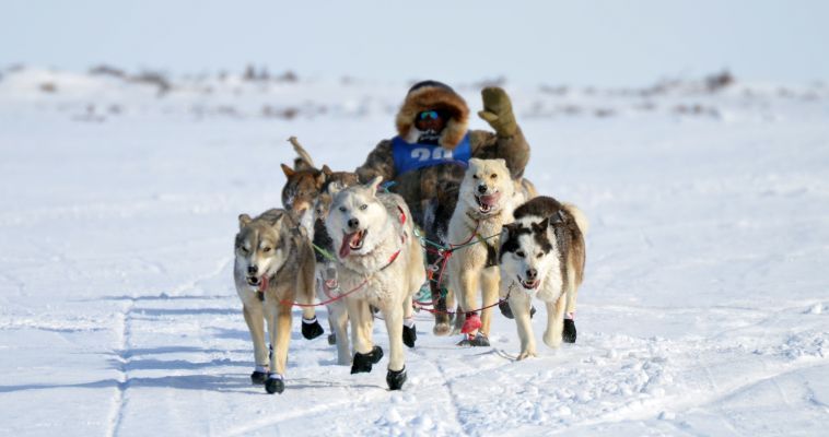 После пургования на Чукотке финишировала гонка на собачьих упряжках «Надежда»
