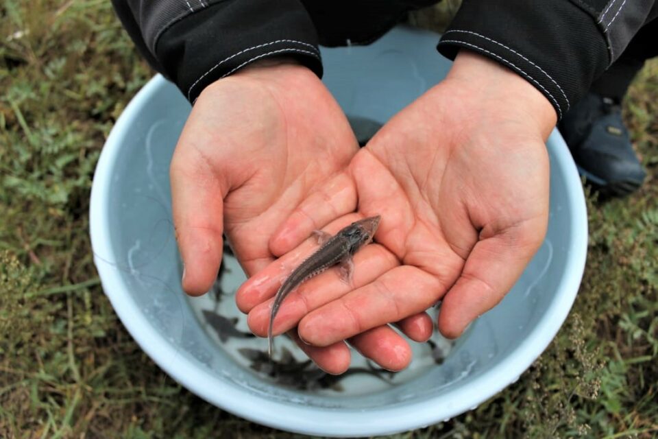 В бассейн Вилюя выпустили 2300 мальков сибирского осётра