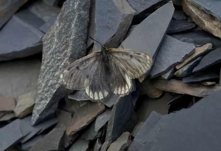 Учёные открыли новый подвид уникальной арктической бабочки
