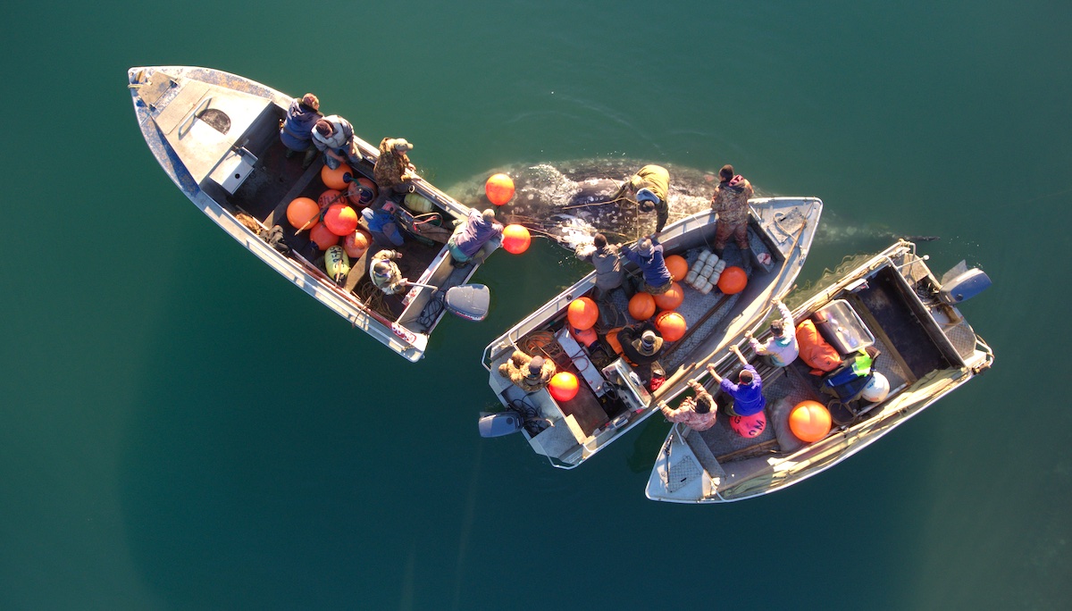 На Чукотке готовятся к сезону китовой охоты: морзверобоям разрешено добыть 131 серого кита