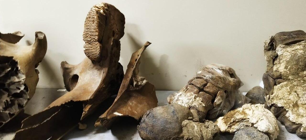 Мамонт Тадибе вернулся на Ямал после реставрации и станет частью выставки «Оттаявший мир» в музее им. И. С. Шемановского