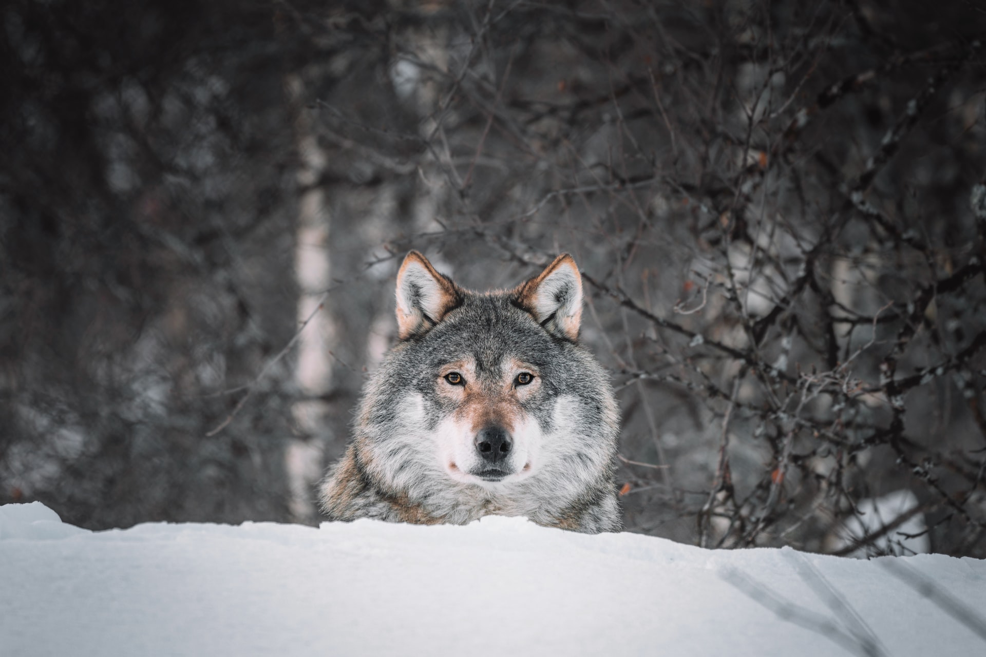 Якутский промысловик не дает спуска грабящим село волкам