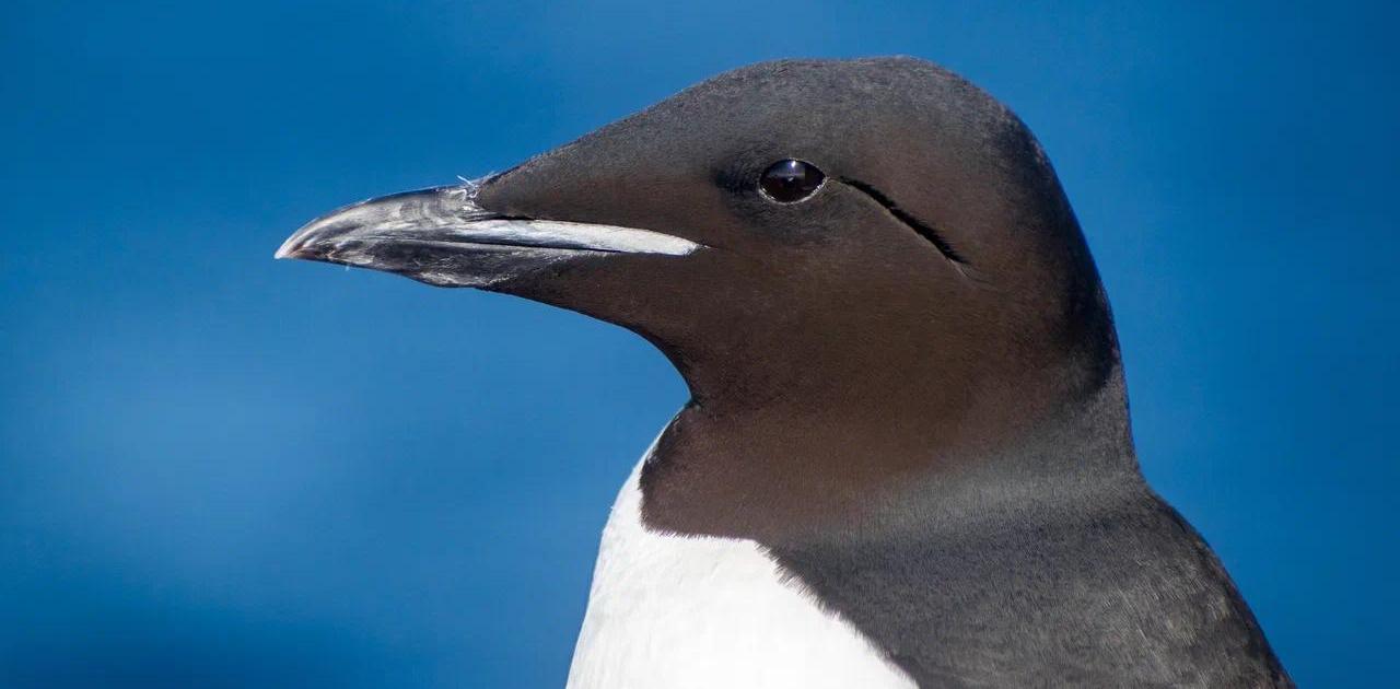 Суперсила арктических птиц