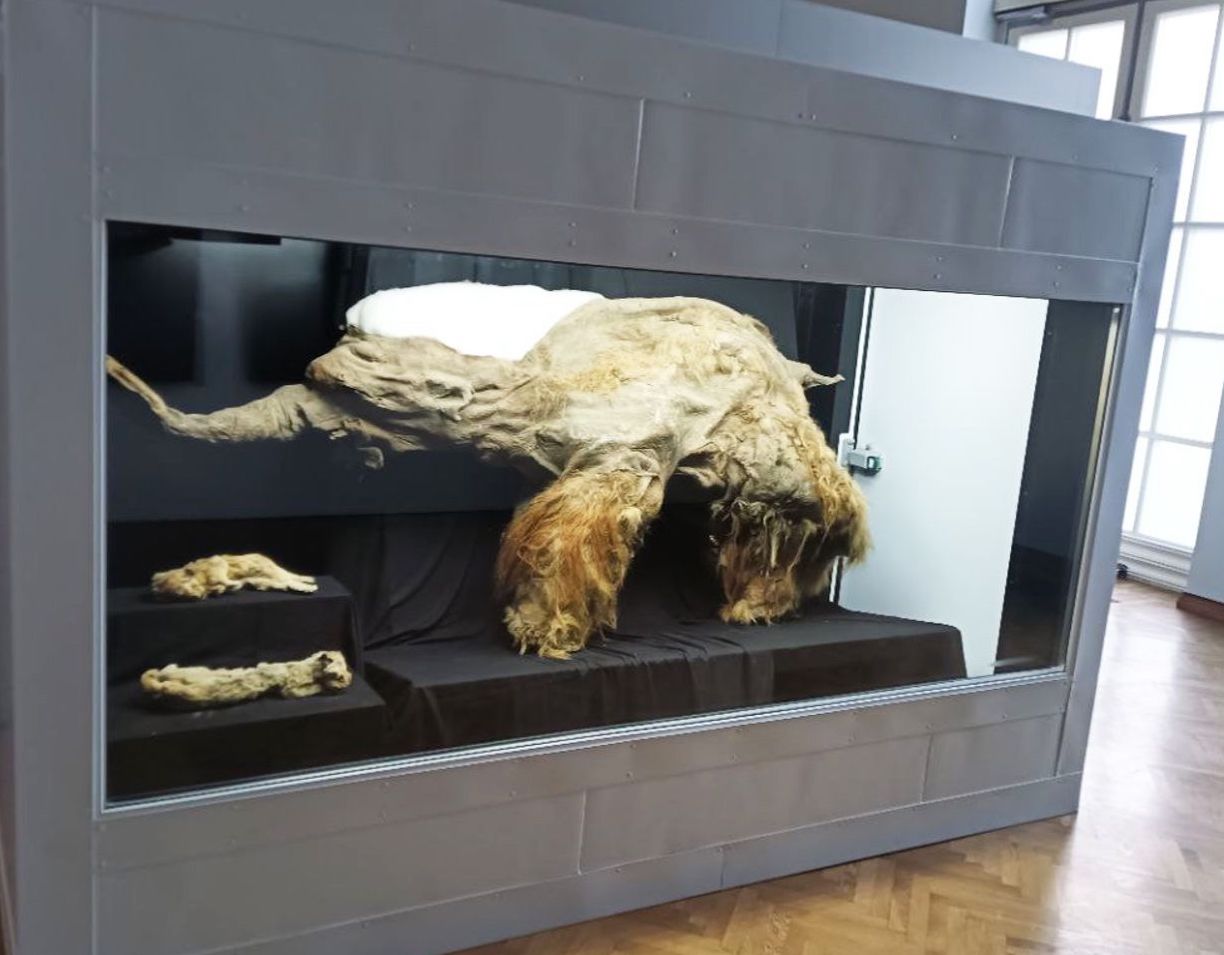 Мерзлота в Москве: на ВДНХ 17 мая откроется выставка «Гиганты вечной мерзлоты» с замороженными мумиями мамонта и пещерных львов
