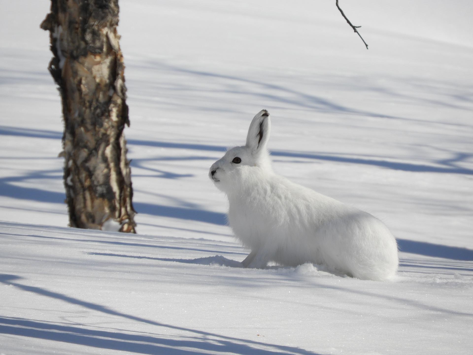 Зайка снегом. Заяц Беляк. Заяц Беляк Камчатка. Заяц Беляк в зимнем лесу. Лесной заяц Беляк.