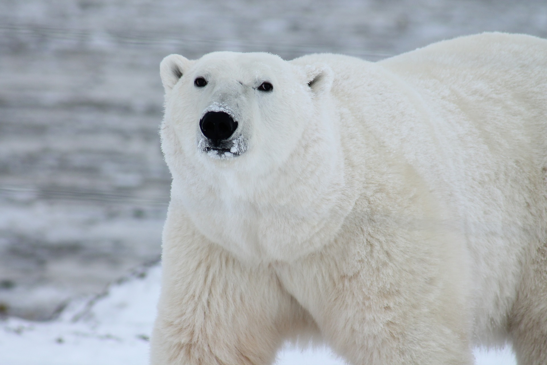 Чукотка представила на Аляске стратегию сохранения белого медведя