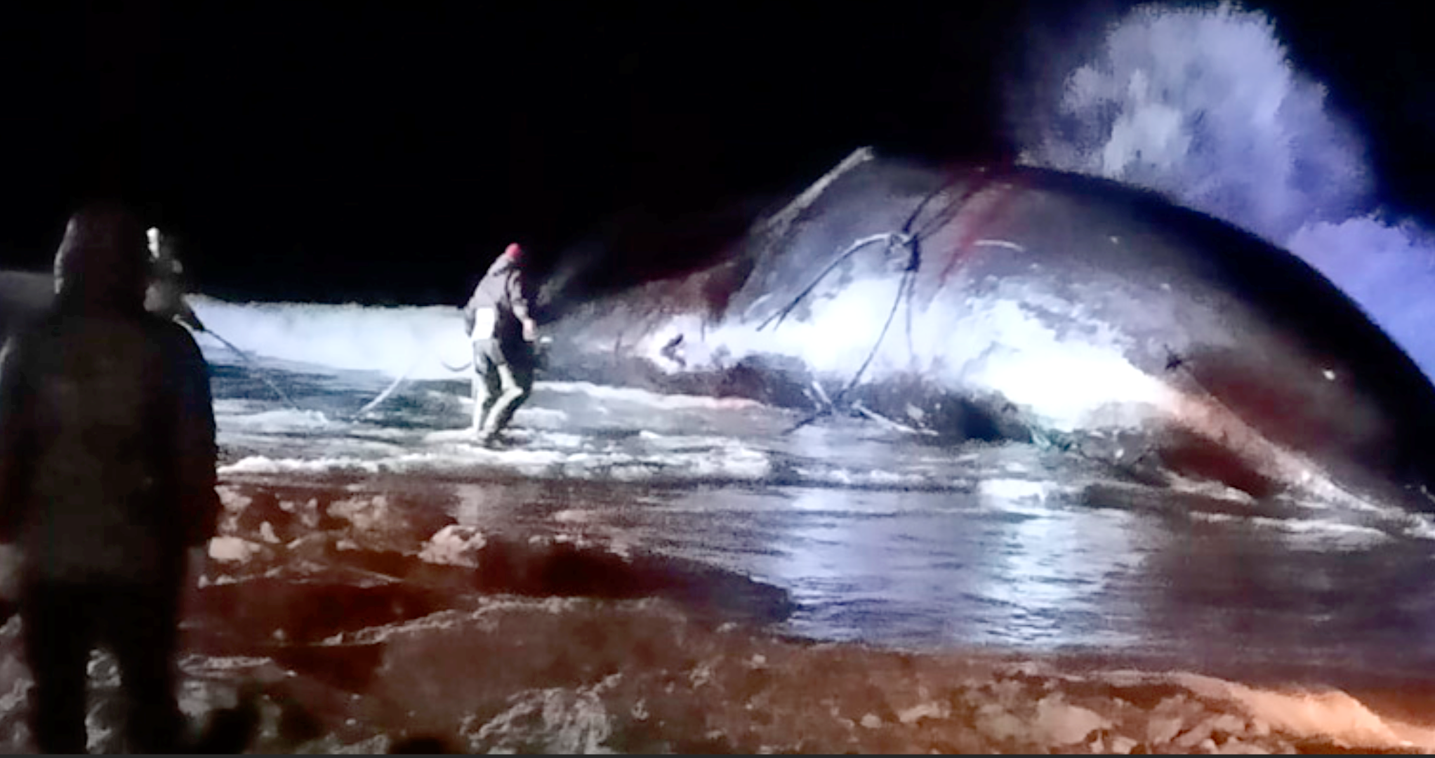 17-метровый гренландский кит стал добычей морзверобоев национального села Лорино на Чукотке