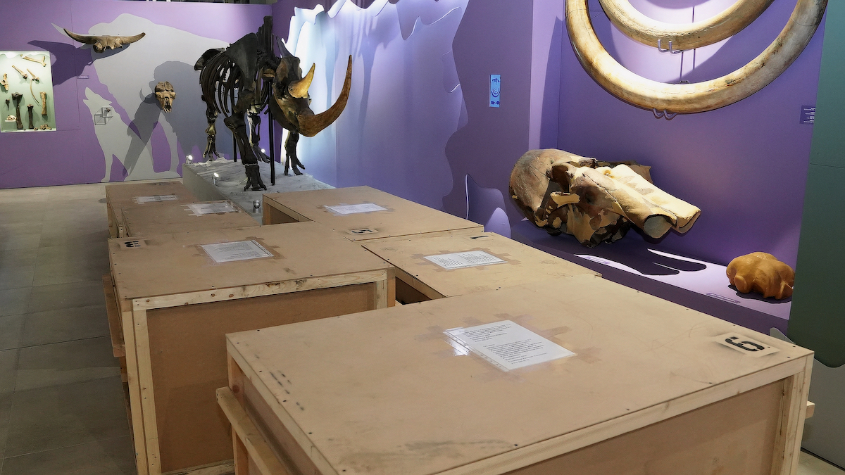 Мамонт Тадибе вернулся на Ямал из реставрационного центра и станет частью выставки «Оттаявший мир» в музее имени И. С. Шемановского