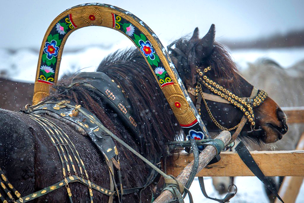 2–3 марта в Мезени Поморья пройдут XIII областные соревнования конников на лошадях мезенской породы