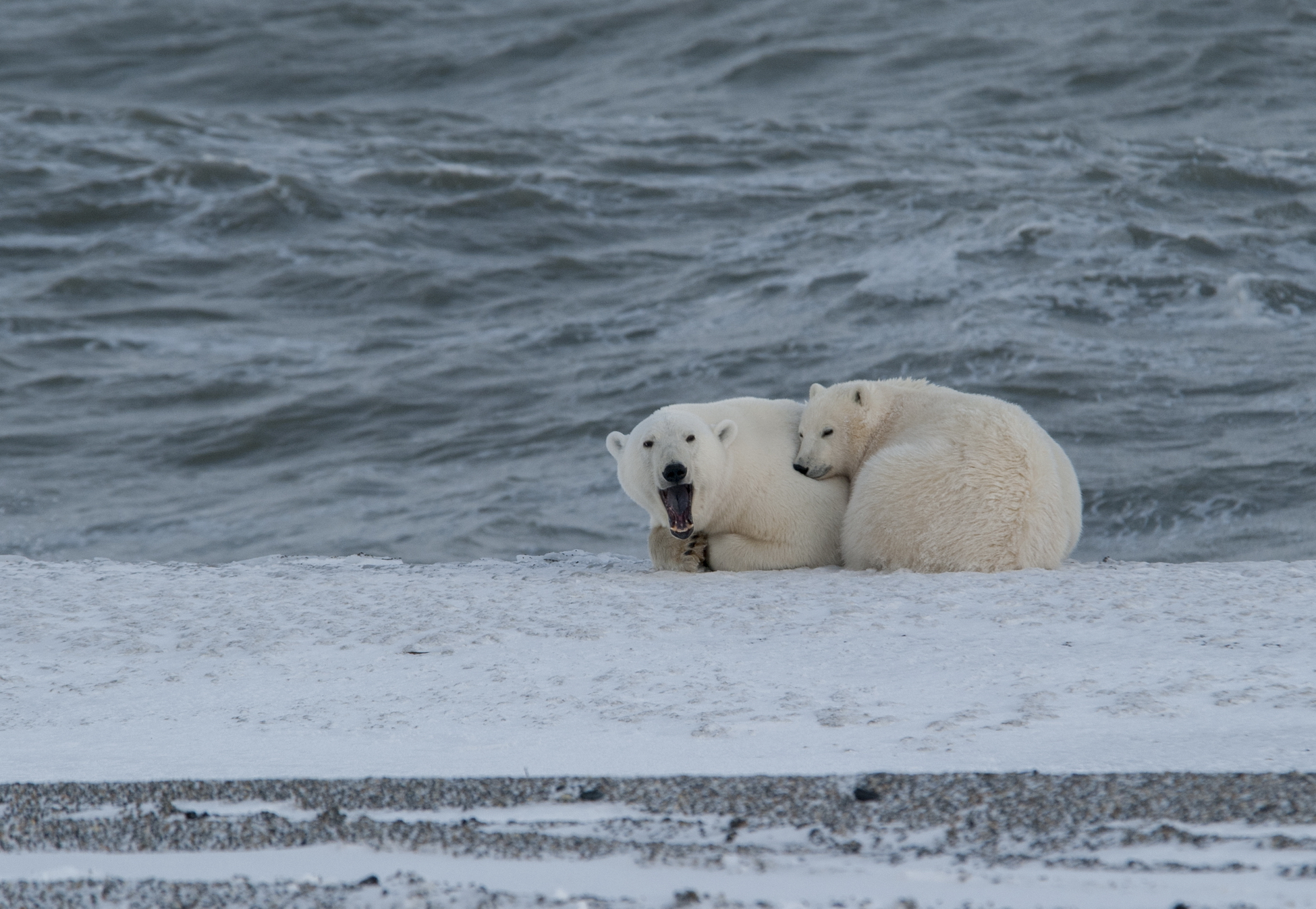 Арктика без хозяина: когда исчезнет белый медведь?