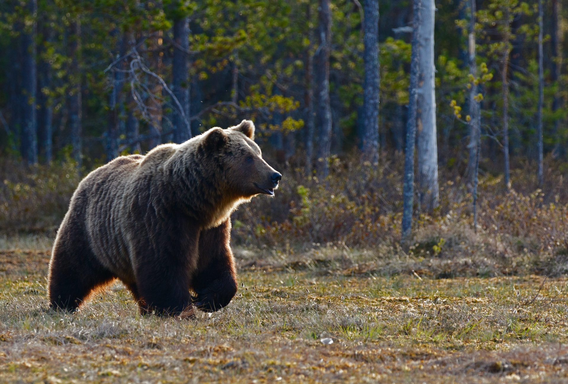 Лапландский оленевод поделился впечатлениями о встрече с медведем-гигантом