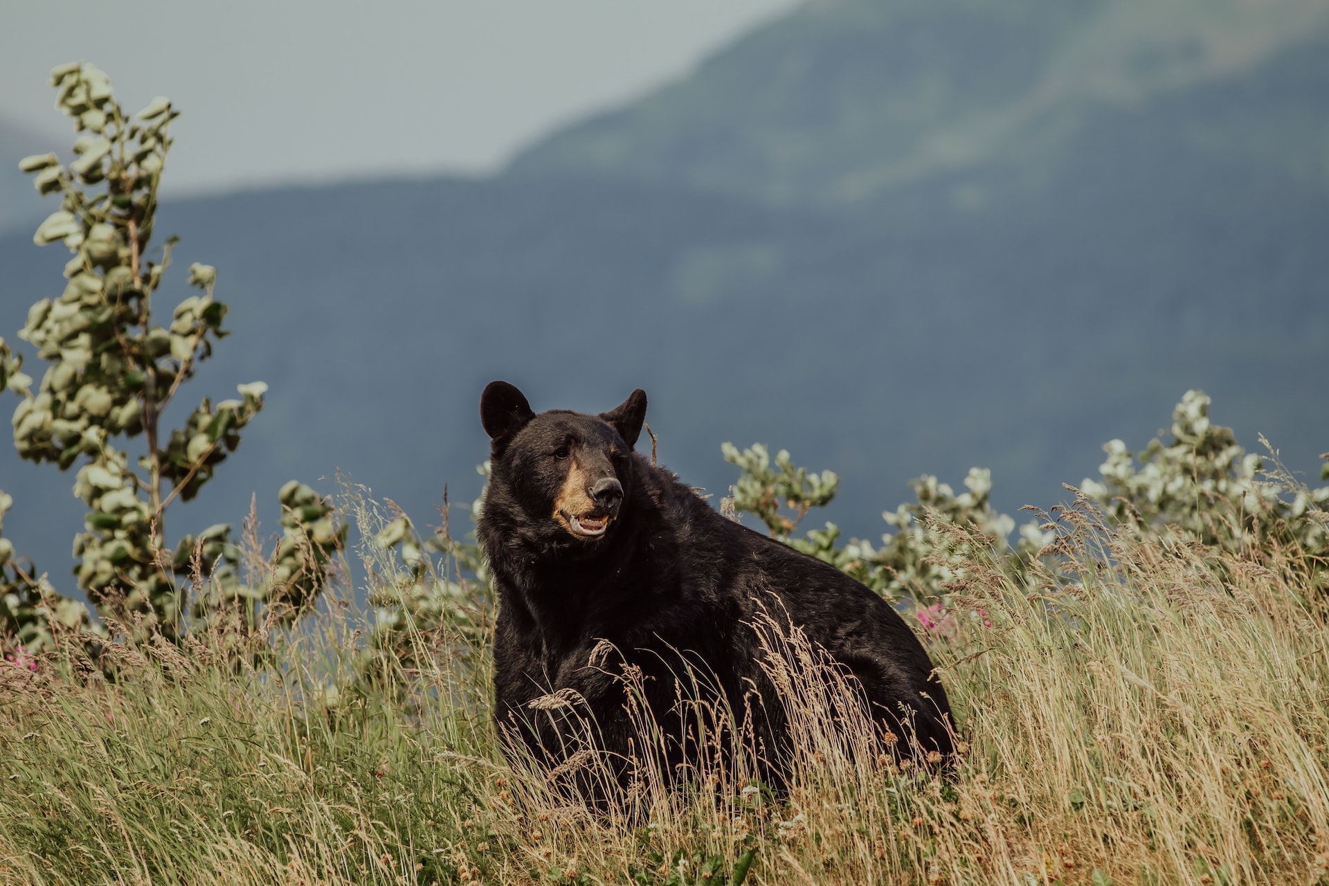 На Аляске пытаются запретить приманивать медведей человеческой едой