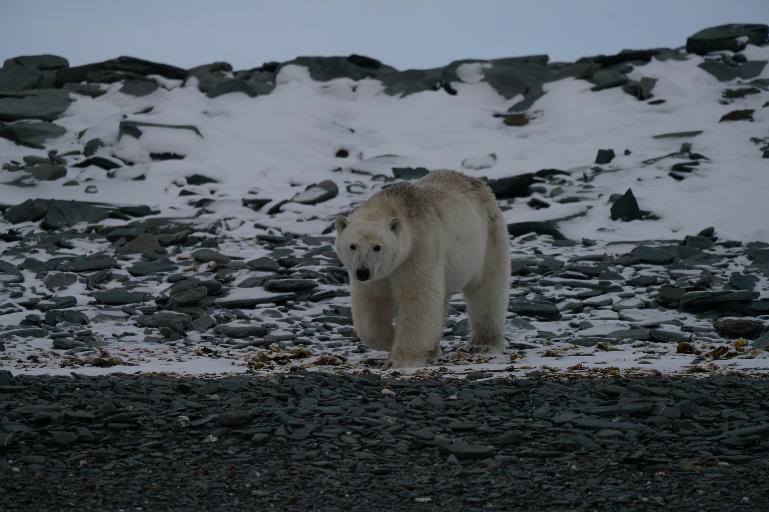 Гренландским медведям приходится усиленнее охотиться для выживания