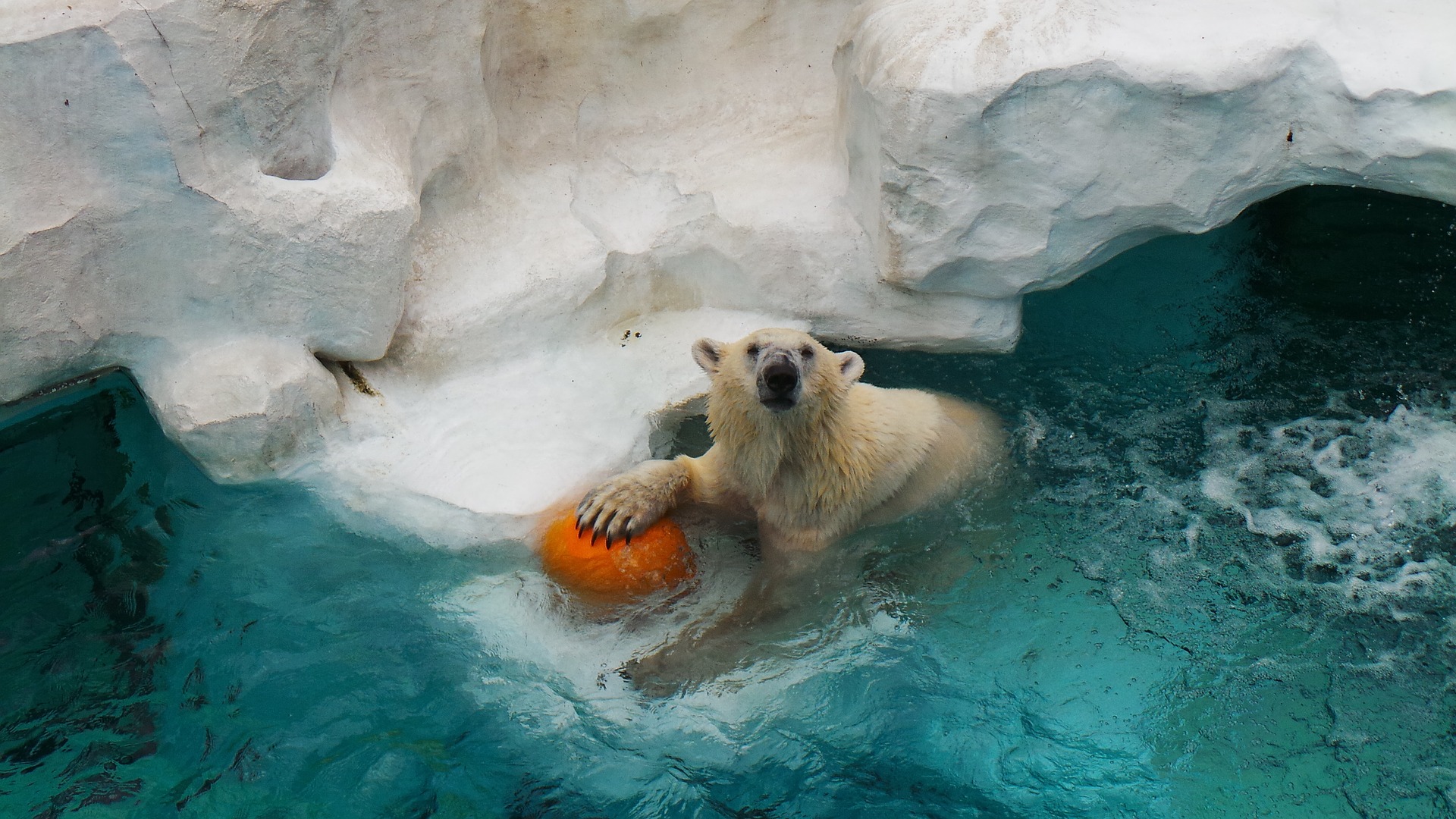 В Московском зоопарке появятся павильоны «Арктика» и «Амазония» с климатическим управлением