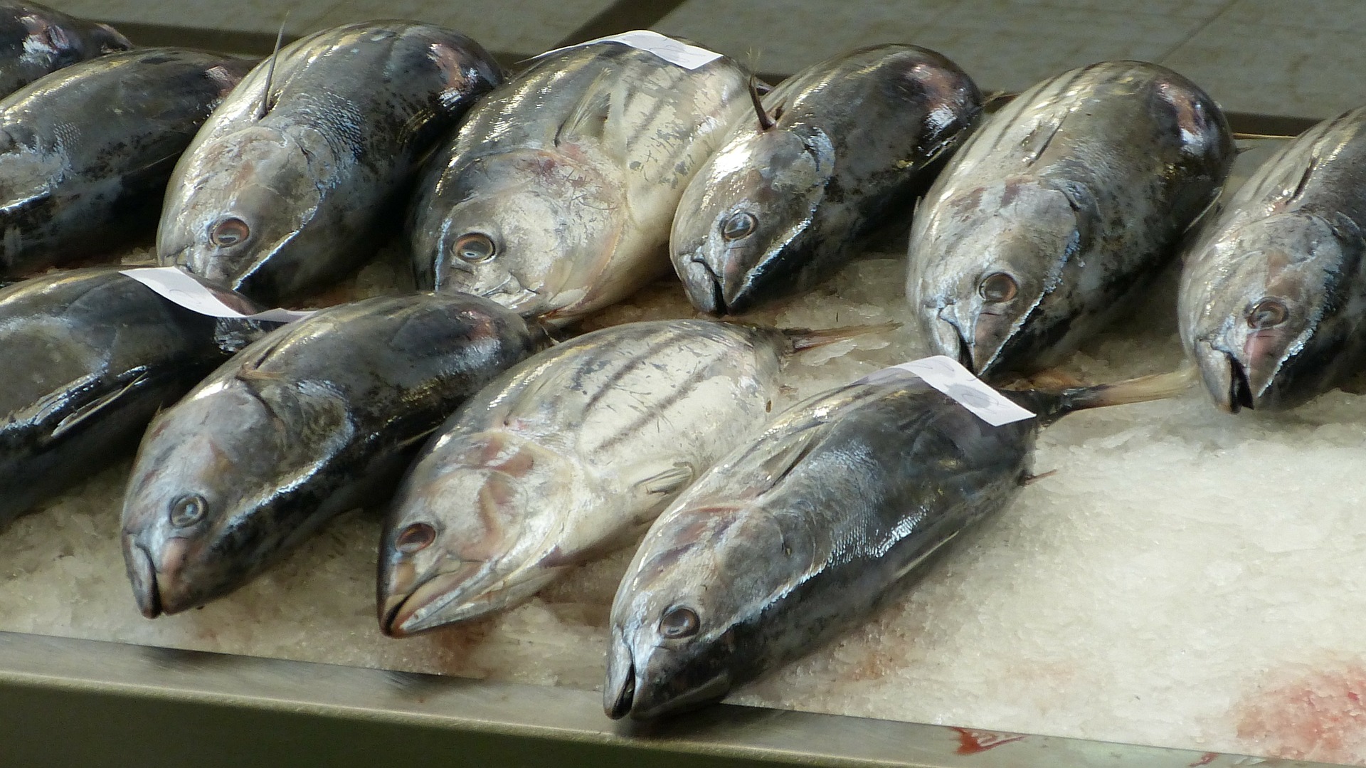 АРКТИКА СЕГОДНЯ: главные темы и дальневосточная рыба