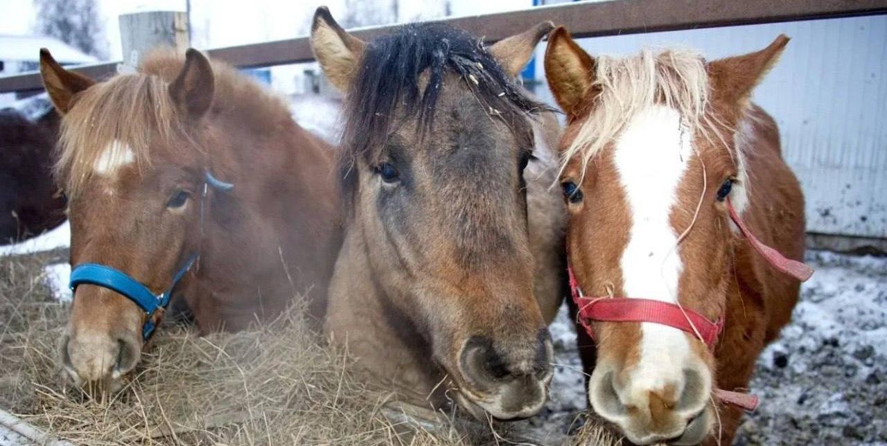 Исследование генома лошадей, селекция оленей, изучение происхождения муксуна по чешуе, рекорды заготовки оленины и другие достижения АПК ЯНАО