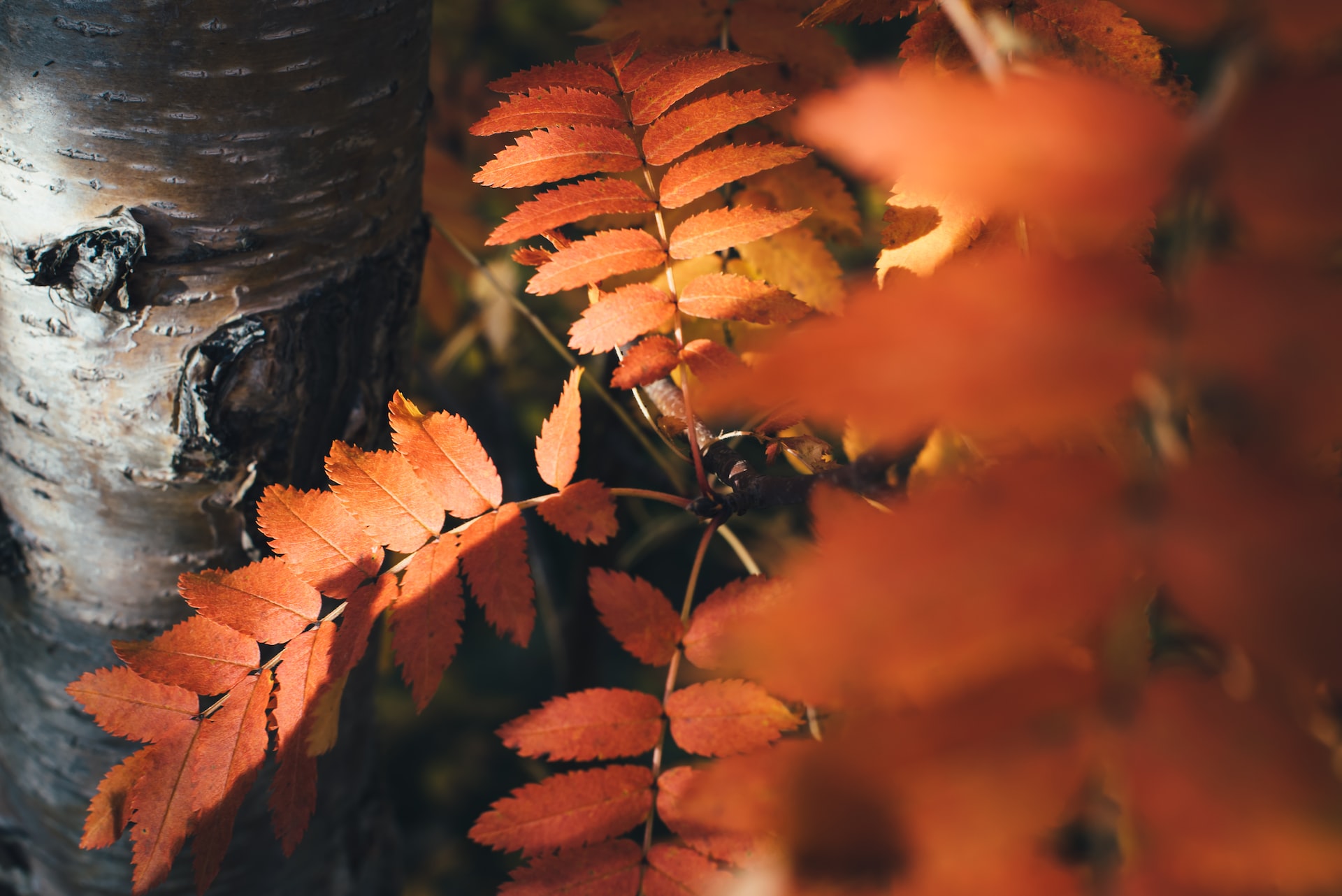 Исландским лесам вновь угрожает гибель